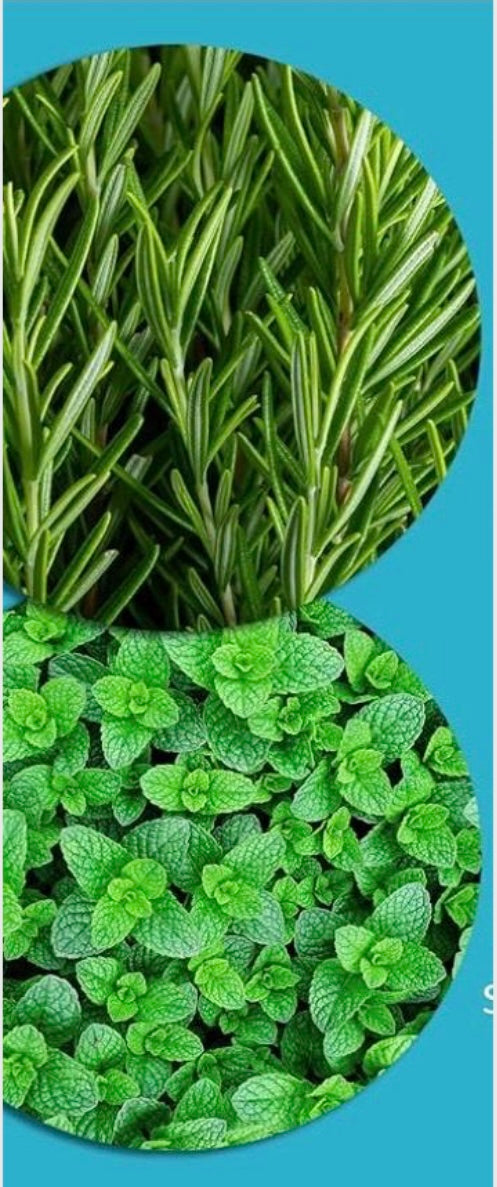 Rosemary & Mint Leave-In Conditionning Spray Infused with Biotin